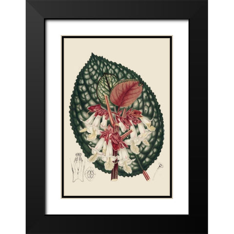 Begonia Varieties III Black Modern Wood Framed Art Print with Double Matting by Stroobant