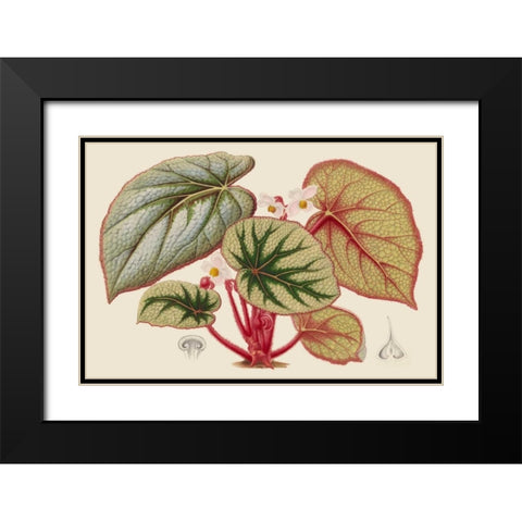 Begonia Varieties IV Black Modern Wood Framed Art Print with Double Matting by Stroobant