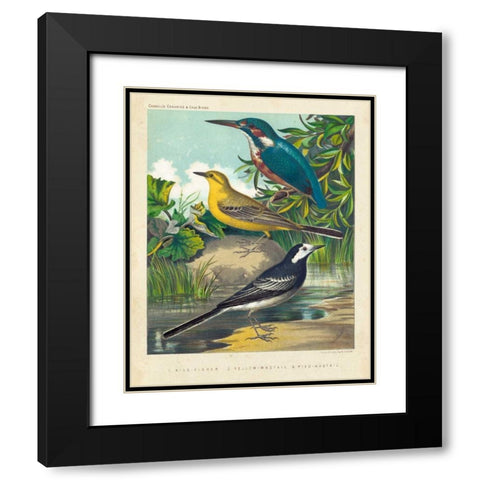 King-fisher and Wagtails Black Modern Wood Framed Art Print with Double Matting by Cassell