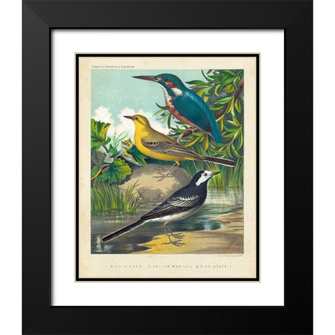 King-fisher and Wagtails Black Modern Wood Framed Art Print with Double Matting by Cassell