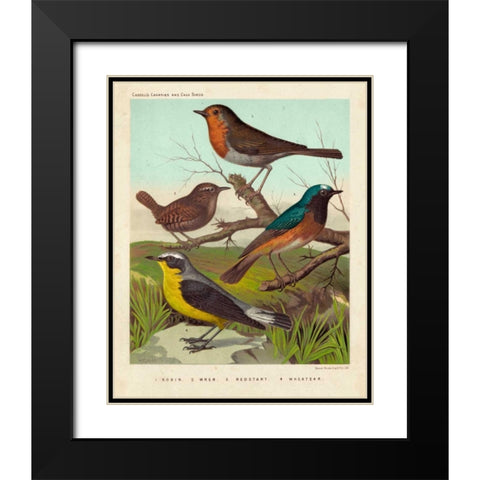 Robin, Wren and Redstart Black Modern Wood Framed Art Print with Double Matting by Cassell