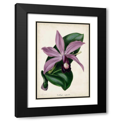 Plum Orchid Black Modern Wood Framed Art Print with Double Matting by Paxton