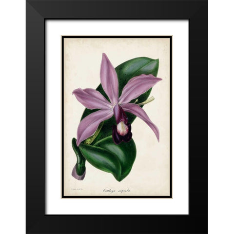 Plum Orchid Black Modern Wood Framed Art Print with Double Matting by Paxton
