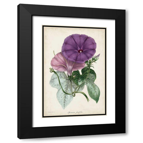 Plum Morning Glory Black Modern Wood Framed Art Print with Double Matting by Paxton
