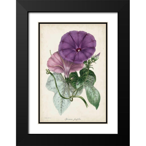 Plum Morning Glory Black Modern Wood Framed Art Print with Double Matting by Paxton