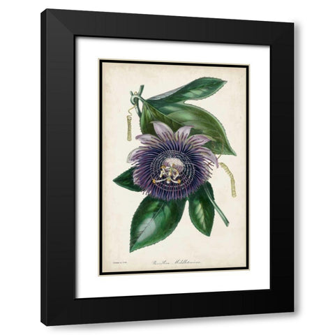 Plum Passion Flower Black Modern Wood Framed Art Print with Double Matting by Paxton