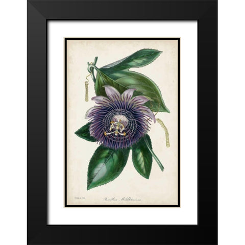 Plum Passion Flower Black Modern Wood Framed Art Print with Double Matting by Paxton
