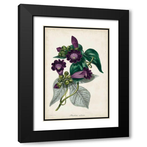 Plum Foxgloves Black Modern Wood Framed Art Print with Double Matting by Paxton
