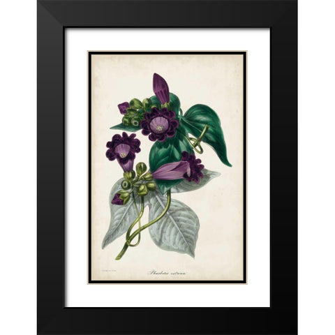 Plum Foxgloves Black Modern Wood Framed Art Print with Double Matting by Paxton
