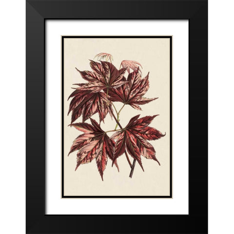 Japanese Maple Leaves II Black Modern Wood Framed Art Print with Double Matting by Stroobant