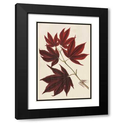 Japanese Maple Leaves III Black Modern Wood Framed Art Print with Double Matting by Stroobant