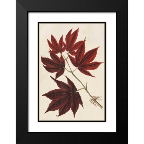 Japanese Maple Leaves III Black Modern Wood Framed Art Print with Double Matting by Stroobant