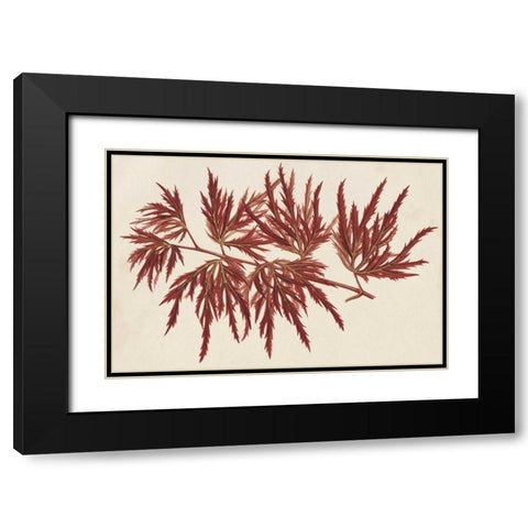 Japanese Maple Leaves IV Black Modern Wood Framed Art Print with Double Matting by Stroobant