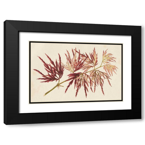 Japanese Maple Leaves V Black Modern Wood Framed Art Print with Double Matting by Stroobant