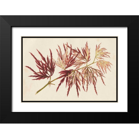 Japanese Maple Leaves V Black Modern Wood Framed Art Print with Double Matting by Stroobant