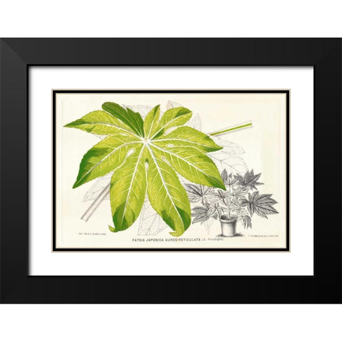 Fern Leaf Foliage I Black Modern Wood Framed Art Print with Double Matting by Stroobant