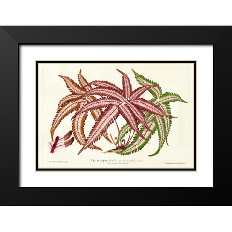 Fern Leaf Foliage III Black Modern Wood Framed Art Print with Double Matting by Stroobant
