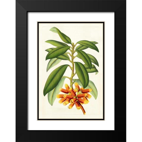 Tropical Rhododendron I Black Modern Wood Framed Art Print with Double Matting by Van Houtteano, Horto