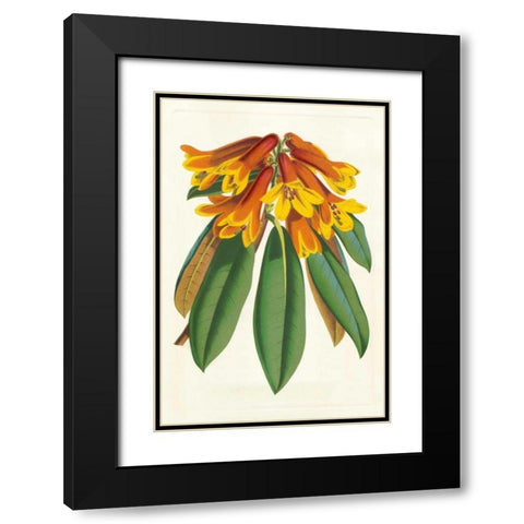 Tropical Rhododendron II Black Modern Wood Framed Art Print with Double Matting by Van Houtteano, Horto