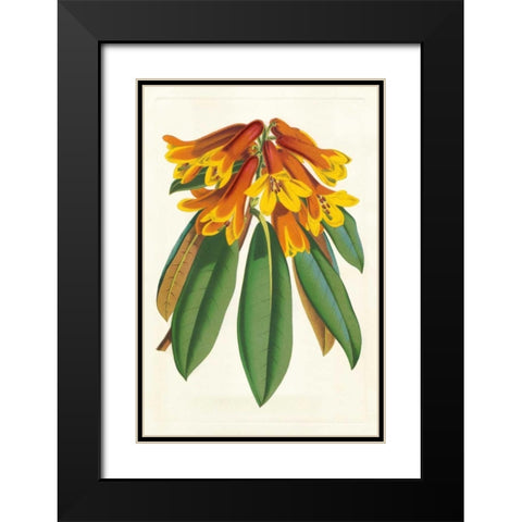 Tropical Rhododendron II Black Modern Wood Framed Art Print with Double Matting by Van Houtteano, Horto