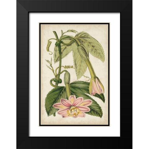 Passion Flower Botanical Black Modern Wood Framed Art Print with Double Matting by Stroobant
