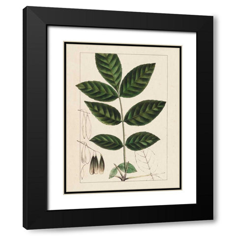 Silva Leaves I Black Modern Wood Framed Art Print with Double Matting by Silva, John