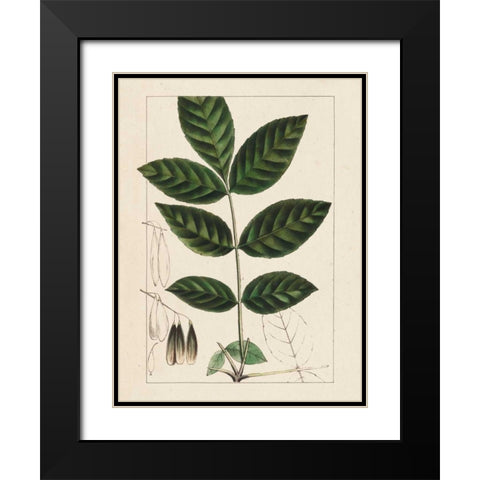 Silva Leaves I Black Modern Wood Framed Art Print with Double Matting by Silva, John