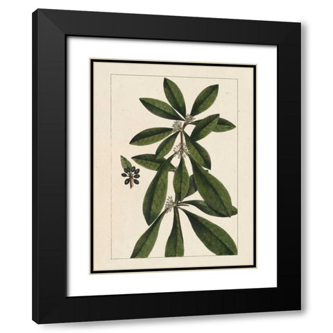 Silva Leaves II Black Modern Wood Framed Art Print with Double Matting by Silva, John