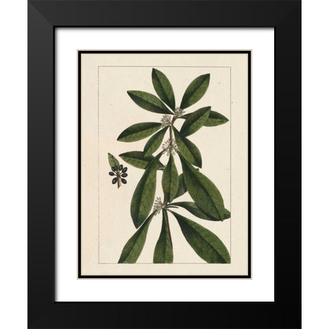Silva Leaves II Black Modern Wood Framed Art Print with Double Matting by Silva, John