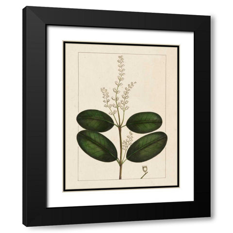 Silva Leaves VI Black Modern Wood Framed Art Print with Double Matting by Silva, John
