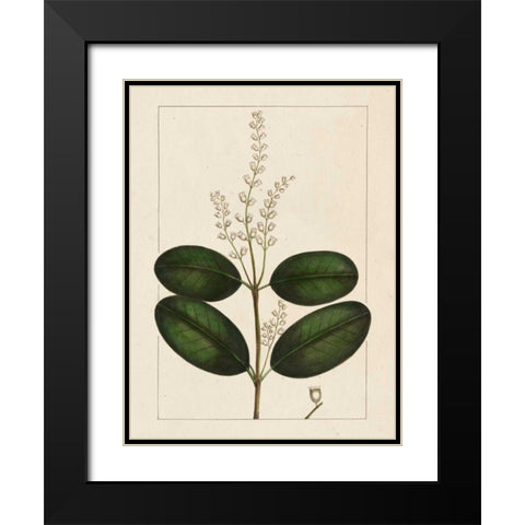 Silva Leaves VI Black Modern Wood Framed Art Print with Double Matting by Silva, John