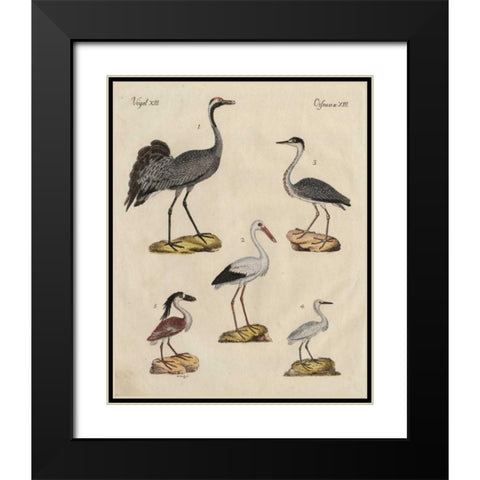 Heron Classification I Black Modern Wood Framed Art Print with Double Matting by Strack, Friedrich