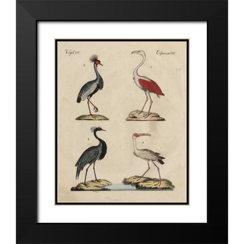 Heron Classification II Black Modern Wood Framed Art Print with Double Matting by Strack, Friedrich