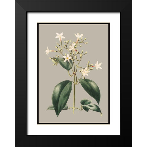 Botanical Cabinet I Black Modern Wood Framed Art Print with Double Matting by Cooke, E.W.