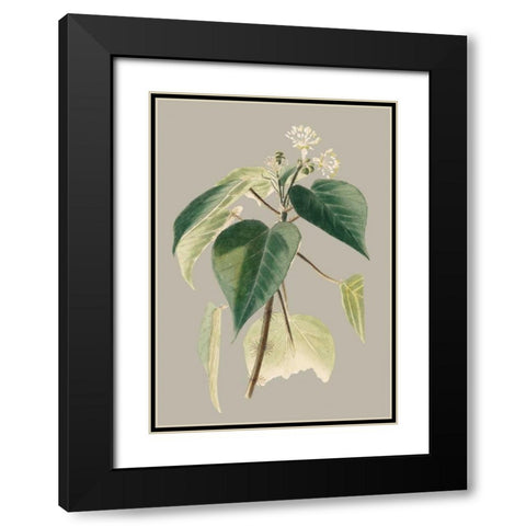 Botanical Cabinet II Black Modern Wood Framed Art Print with Double Matting by Cooke, E.W.