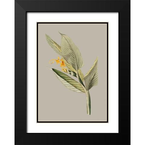 Botanical Cabinet III Black Modern Wood Framed Art Print with Double Matting by Cooke, E.W.