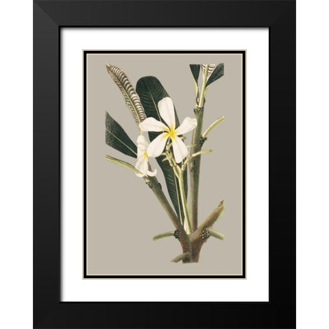 Botanical Cabinet IV Black Modern Wood Framed Art Print with Double Matting by Cooke, E.W.