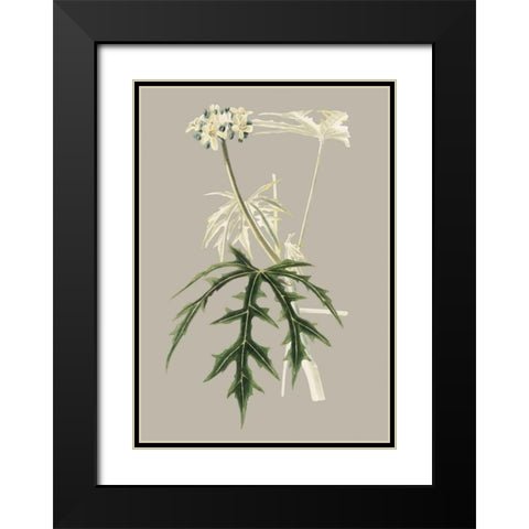 Botanical Cabinet V Black Modern Wood Framed Art Print with Double Matting by Cooke, E.W.