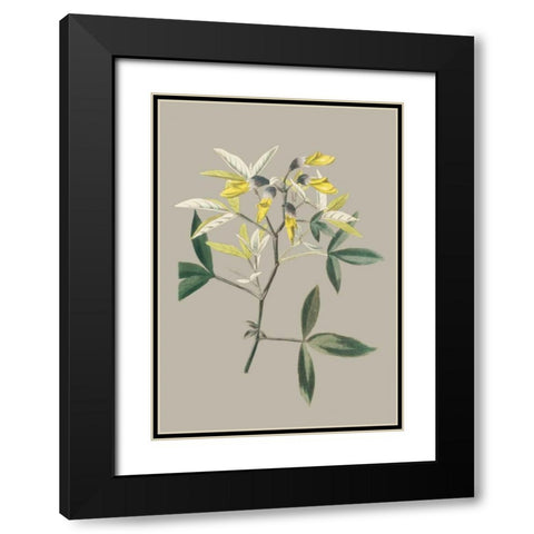 Botanical Cabinet VI Black Modern Wood Framed Art Print with Double Matting by Cooke, E.W.