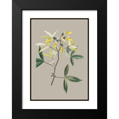 Botanical Cabinet VI Black Modern Wood Framed Art Print with Double Matting by Cooke, E.W.