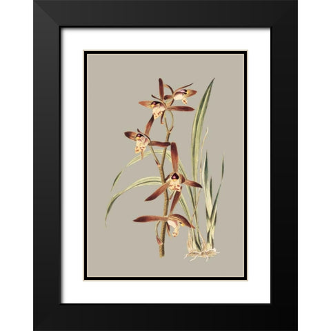 Botanical Cabinet VII Black Modern Wood Framed Art Print with Double Matting by Cooke, E.W.