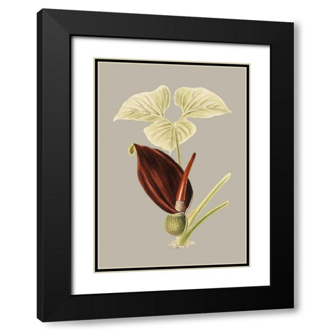 Botanical Cabinet VIII Black Modern Wood Framed Art Print with Double Matting by Cooke, E.W.