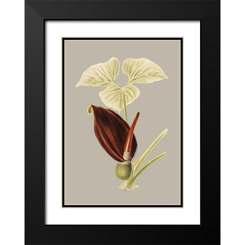 Botanical Cabinet VIII Black Modern Wood Framed Art Print with Double Matting by Cooke, E.W.