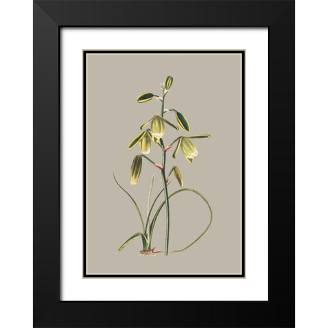 Botanical Cabinet IX Black Modern Wood Framed Art Print with Double Matting by Cooke, E.W.