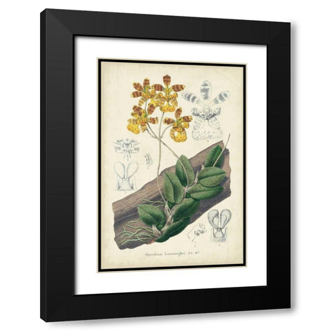 Orchid Delight I Black Modern Wood Framed Art Print with Double Matting by Severeyns, George
