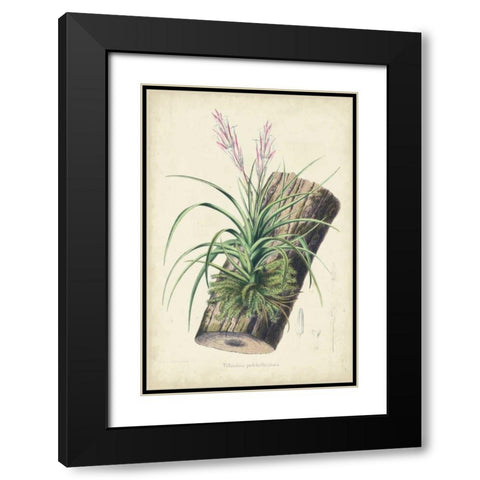 Orchid Delight II Black Modern Wood Framed Art Print with Double Matting by Severeyns, George