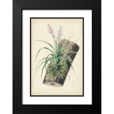Orchid Delight II Black Modern Wood Framed Art Print with Double Matting by Severeyns, George