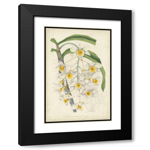 Orchid Delight III Black Modern Wood Framed Art Print with Double Matting by Severeyns, George