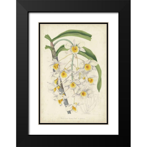 Orchid Delight III Black Modern Wood Framed Art Print with Double Matting by Severeyns, George