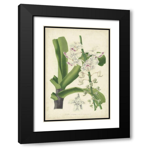 Orchid Delight IV Black Modern Wood Framed Art Print with Double Matting by Severeyns, George